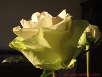 /album/fleur-ii/a2009-06-02-macros-2-1-jpg1/